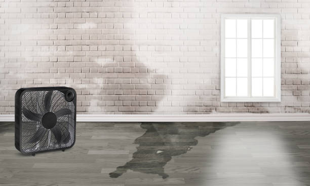 Best Water damage contractors near me  in Mercerville, NJ